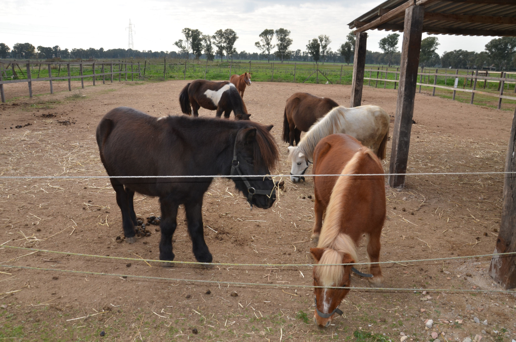 Associazione equestre Il Castello