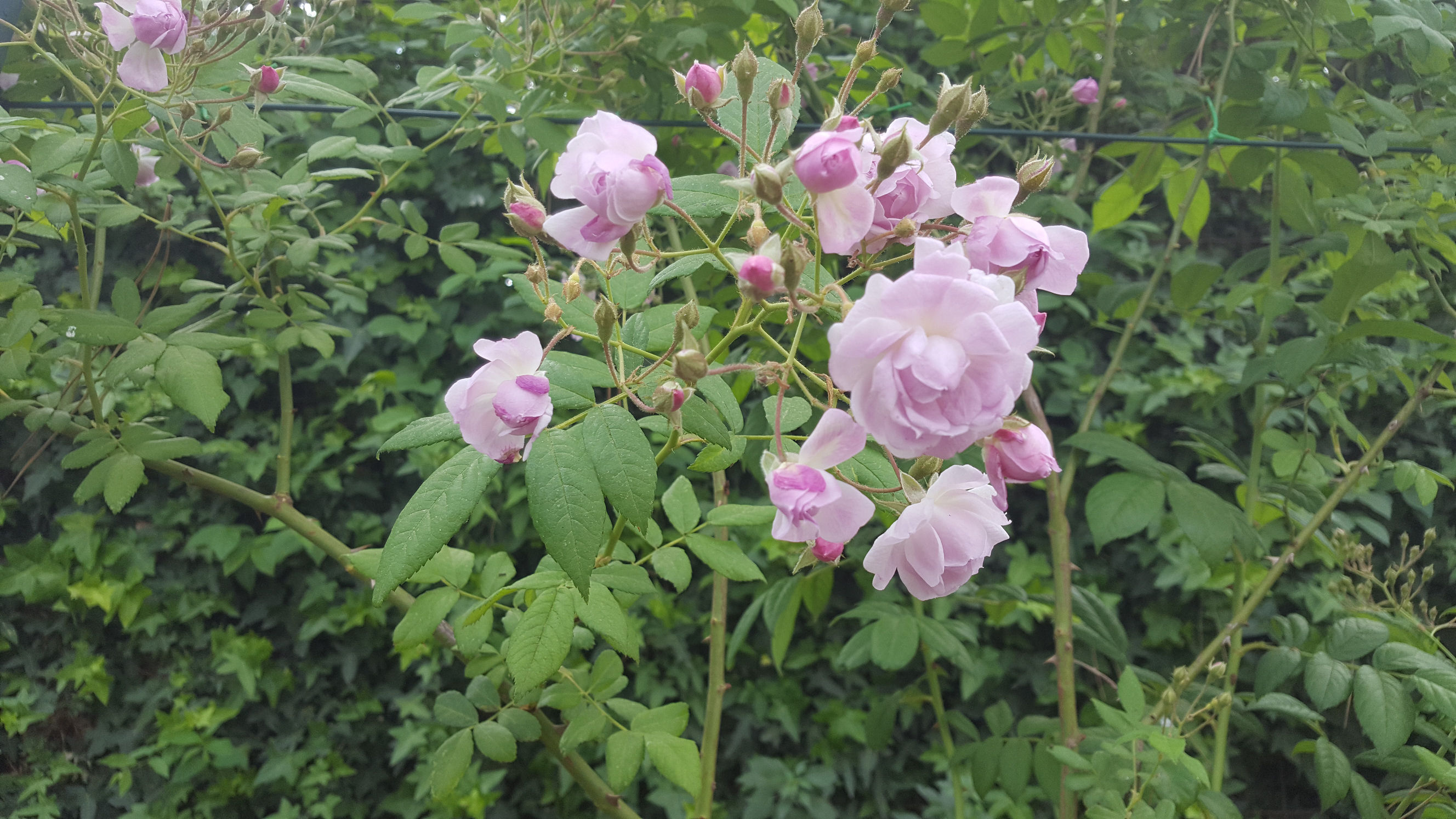 roseto