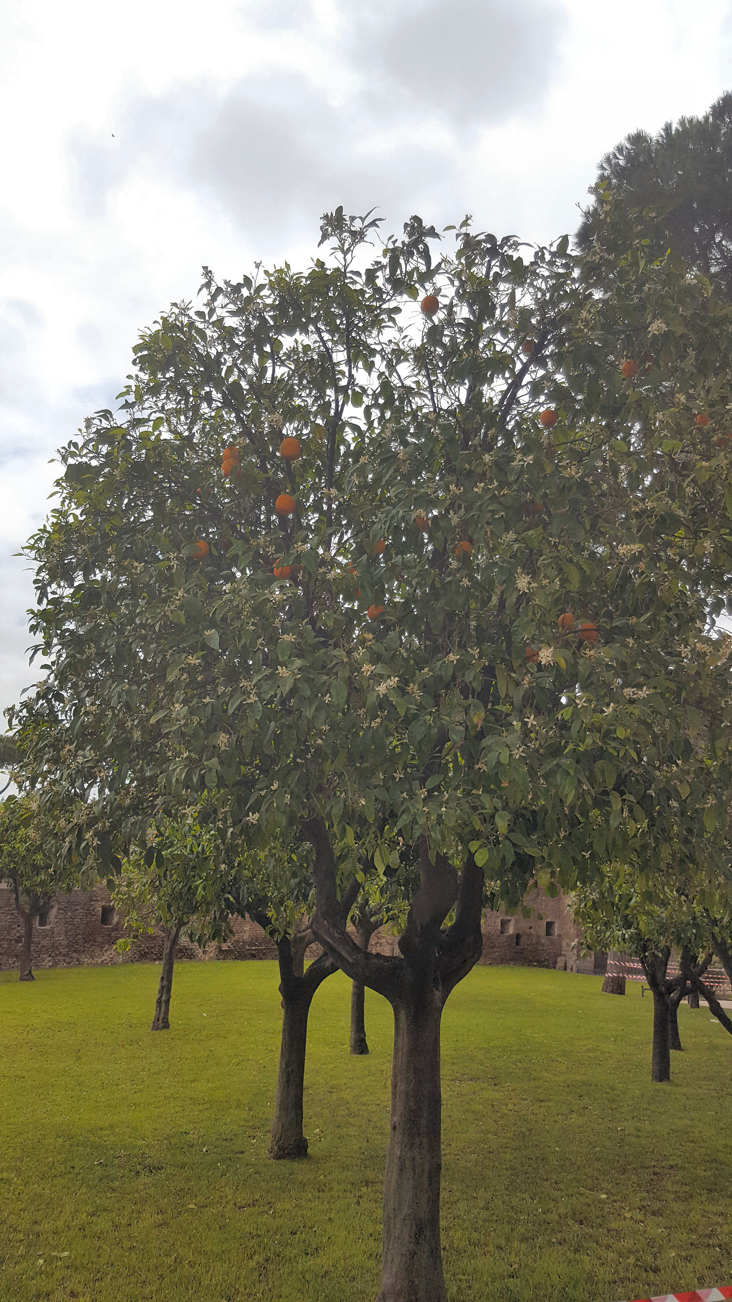 roseto