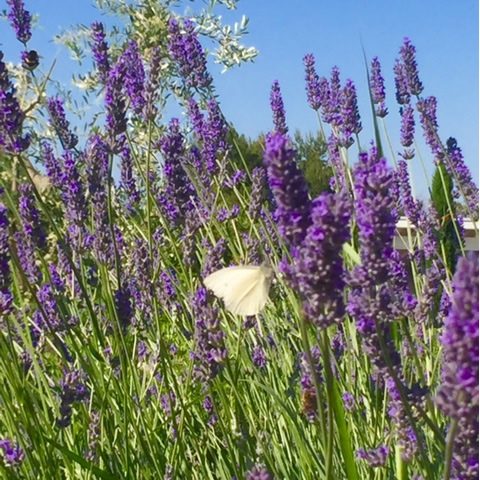 Riviera del Conero con i Bambini