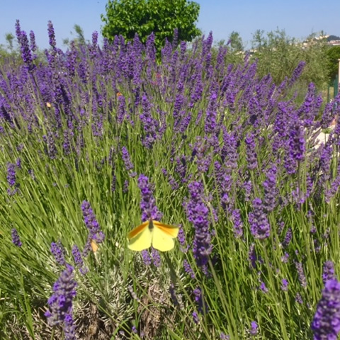 Riviera del Conero con i Bambini
