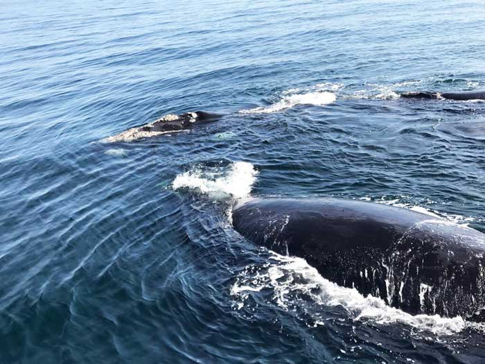 Safari con i bambini balene