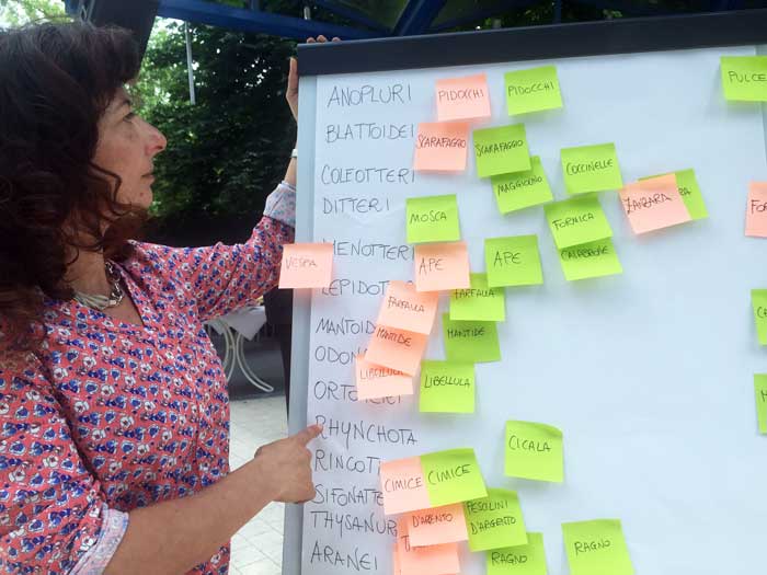 L'invasione degli insetti in estate