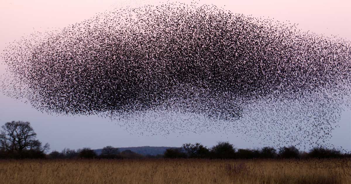 L'invasione degli insetti in estate