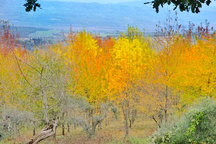 casale nel bosco in toscana per famiglie