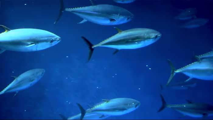 Pesca Sostenibile