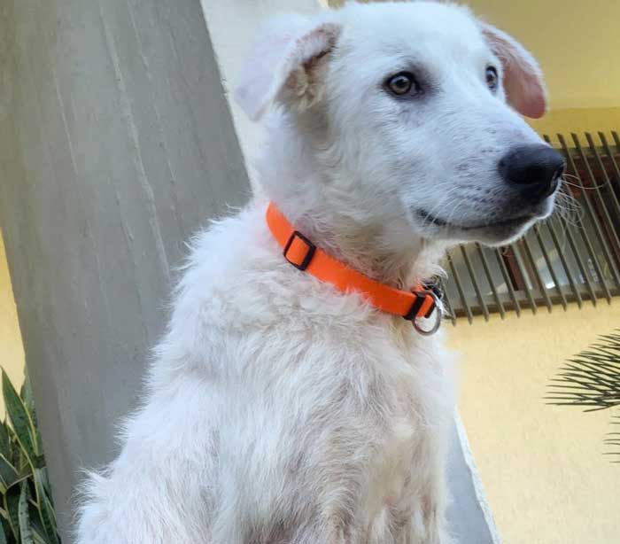 abbandono cani adozione comprare