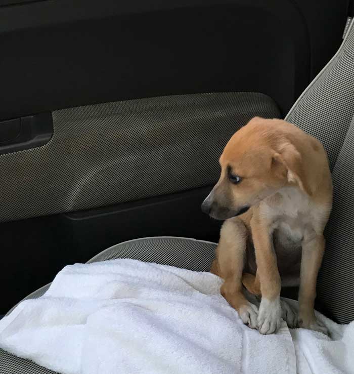 abbandono cani adozione comprare