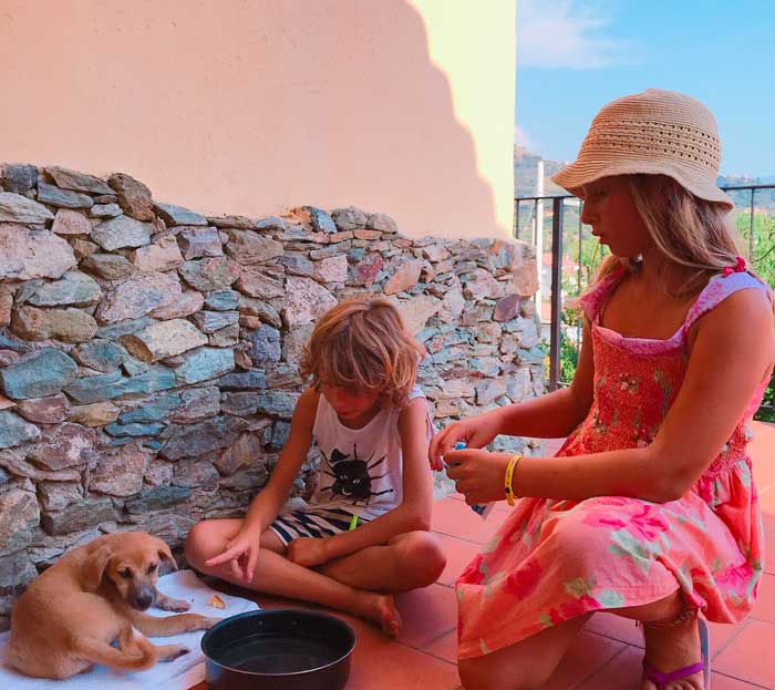 abbandono cani adozione comprare