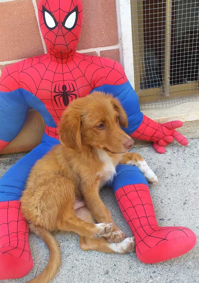 abbandono cani adozione comprare