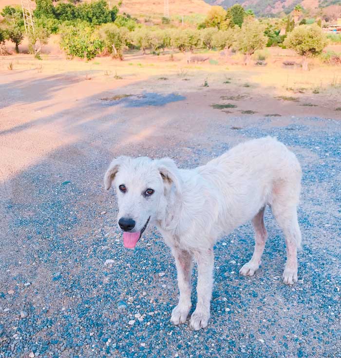 abbandono cani adozione comprare