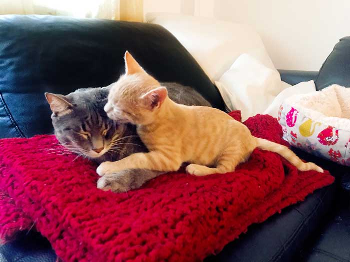 nuovo-gatto-in-casa-come-fare