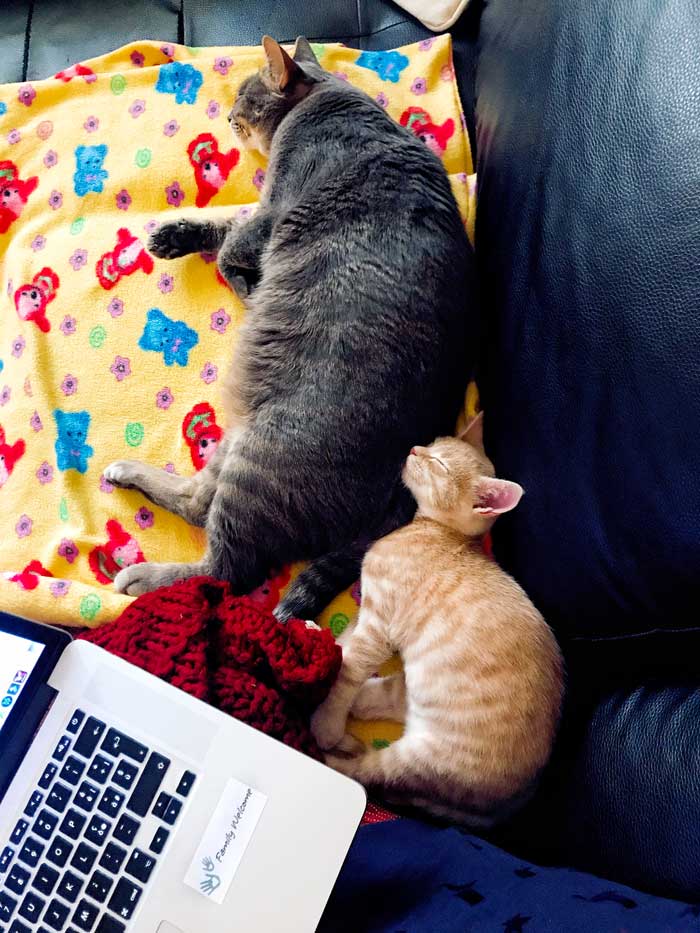 nuovo-gatto-in-casa-come-fare