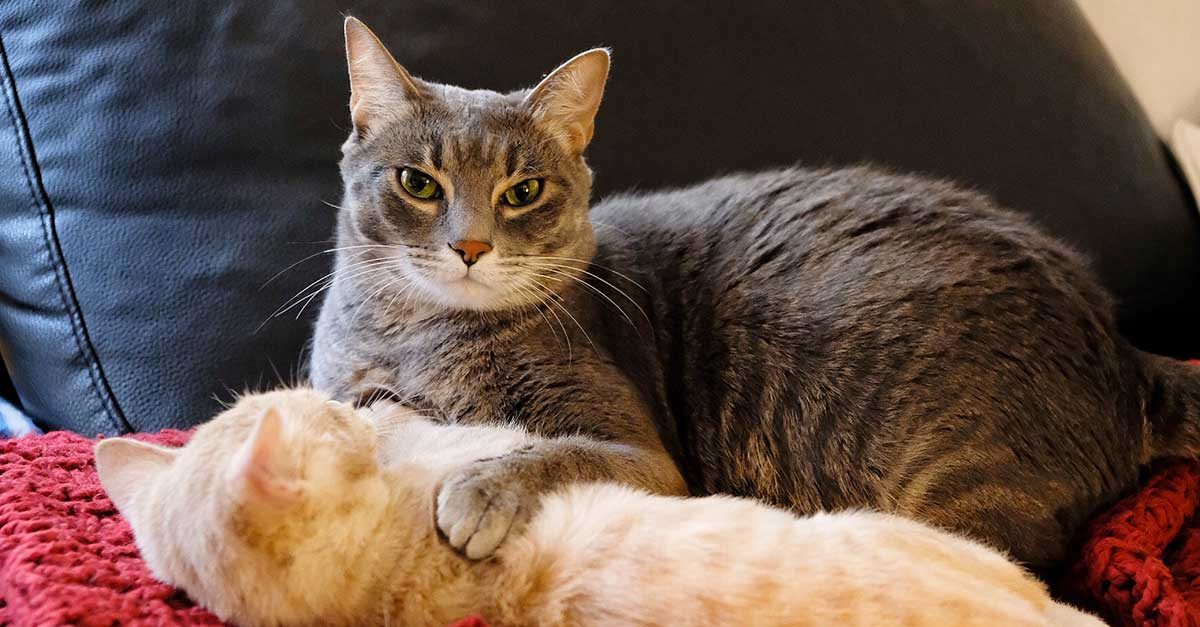 nuovo-gatto-in-casa-come-fare