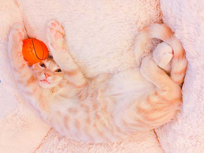 nuovo-gatto-in-casa-come-fare