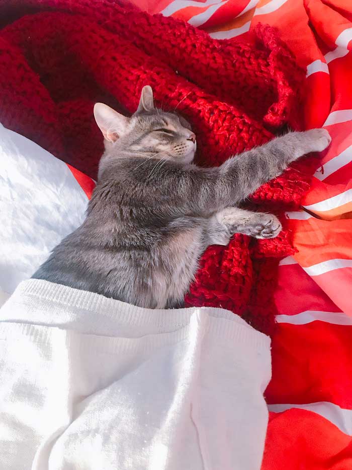 nuovo-gatto-in-casa-come-fare