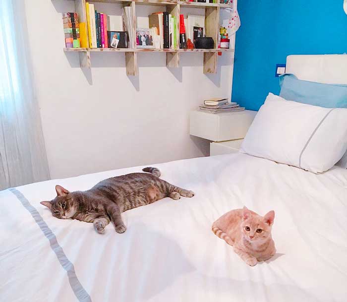 nuovo-gatto-in-casa-come-fare