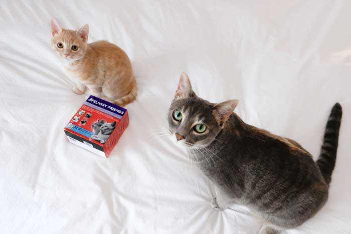 nuovo-gatto-in-casa-come-fare