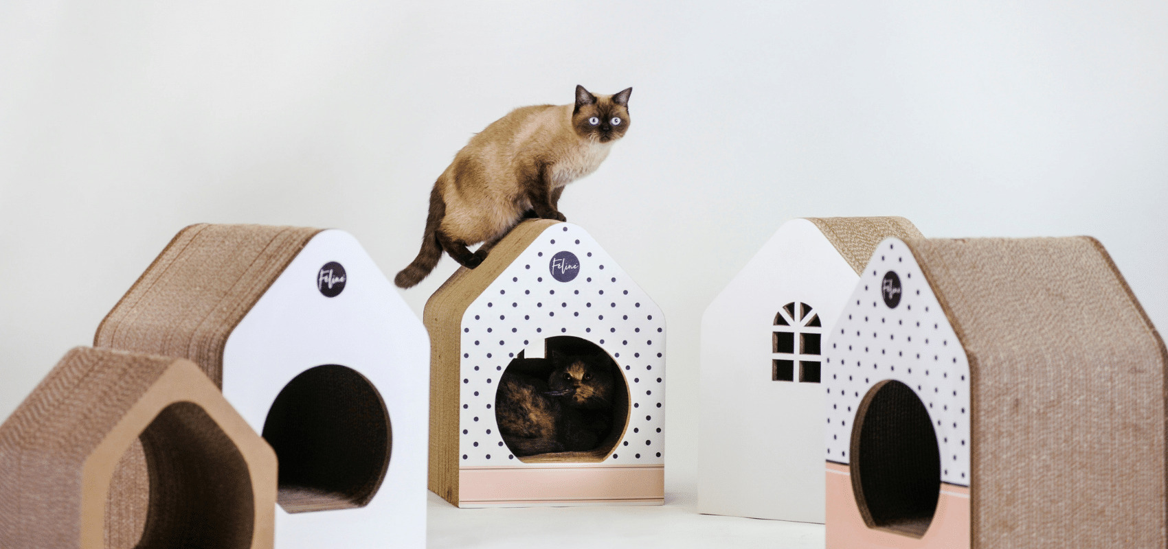 cuccia-cartone-gatti-feline