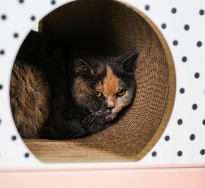 cuccia-cartone-gatti-feline